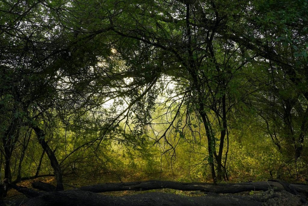 Beautiful forest scene with sunlit foliage, creating a tranquil autumn ambiance.
