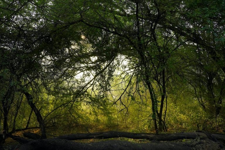 Beautiful forest scene with sunlit foliage, creating a tranquil autumn ambiance.