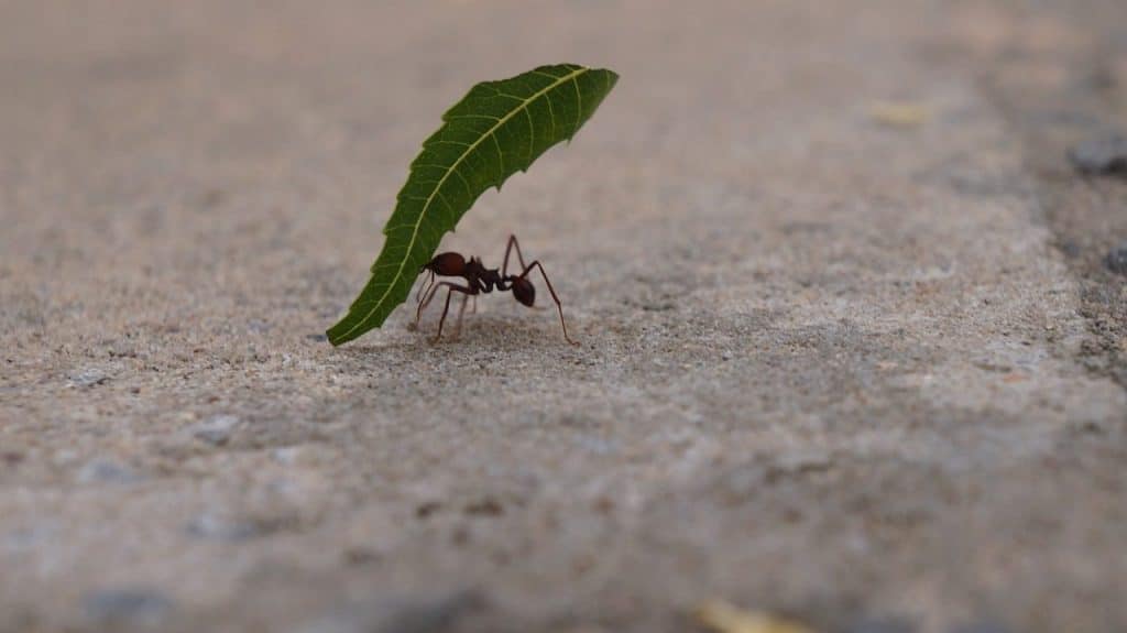 ant, the ant carrying the leaf, insects, ant, ant, ant, ant, ant