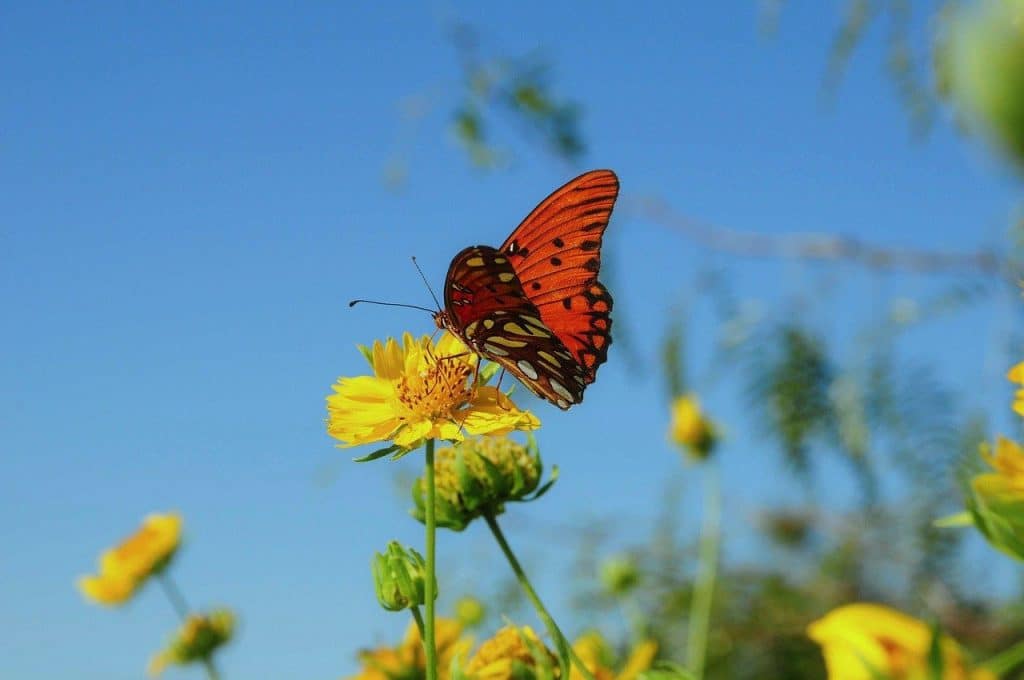 butterfly, insect, nature, flower, wings, yellow flower, blue sky, summer day, macro photography, environment, beauty, colorful background, butterfly wings, insect on flower, wildlife, conservation, biology, tranquility