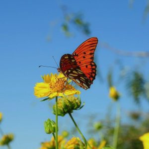 butterfly, insect, nature, flower, wings, yellow flower, blue sky, summer day, macro photography, environment, beauty, colorful background, butterfly wings, insect on flower, wildlife, conservation, biology, tranquility