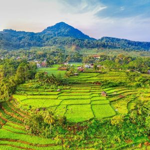 Lush green rice terraces stretch across the rural landscape under a vibrant sky in West Java, Indonesia.