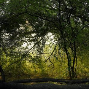 Beautiful forest scene with sunlit foliage, creating a tranquil autumn ambiance.