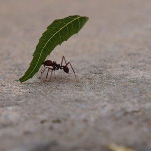 ant, the ant carrying the leaf, insects, ant, ant, ant, ant, ant